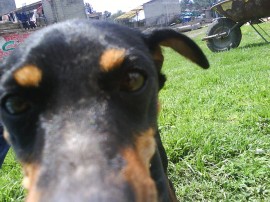 cuca